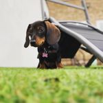 Darcie Ellis-Faint - @dachshund_darcie - Instagram
