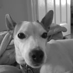 Darcy Farrell - @darcythedog2 - Instagram