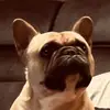 Darcy Ferguson - @darcy.ferguson2 - TikTok