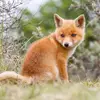 🦊FOX🦊 - @darcie.fox - TikTok