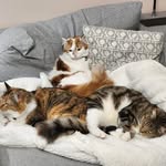 Darcy George 💙, Sadie Olive💚 and Gracie Mae🧡 - @lifewith_darcy_sadie_gracie - Instagram
