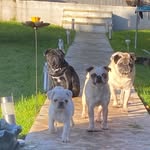 Pug Posse - @george_darcie_bella_freddie - Instagram