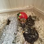 Darcie Gibson - Facebook