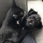 Darcy And Velcro Gilmore - @adventuresofdarcyandvelcro - Instagram