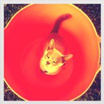 Darcie Goodman - @good_woman_6 - Instagram