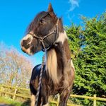 Darcie Harper - @darcie_equine - Instagram
