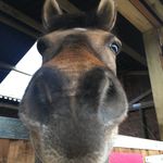 Darcie Jackson - @equestrian__1010 - Instagram