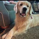 Darcie King - @darcies_beautiful_chaos - Instagram