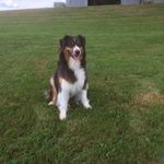 Darcie Sharp - @momdogvet - Instagram