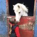 Darci Webster - Facebook
