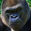 Bernard DArcy175 - @bernard.darcy - TikTok