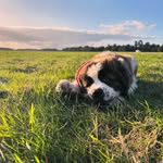 Darcy - @darcy_the_st_bernard - Instagram