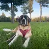Darcy the Saint Bernard 🇨🇦 - @darcy.the.saint.b - TikTok