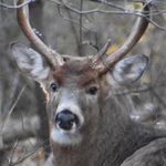Darcy Bishop - @mywilderness39 - Instagram