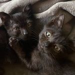 Mr Darcy & Winston Bishop the Black Cats - @mrdarcynwinstonbishop - Instagram