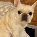 Darcy Burt - @darcy_frenchiebisou - Instagram