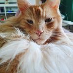 Mr Darcy-  Ted the Maine coon - @theodore_edward_darcy - Instagram