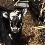 Darcy Cox - @cowlover_09 - Instagram