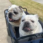 Dylan & Darcy Greenberg - @dylan_and_darcy_bullies - Instagram