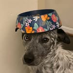 darcy - @whats_on_darcys_head - Instagram