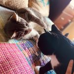 darcy & heath - @prideandpawjudice - Instagram