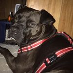 darcy leclair - @leclairmommy - Instagram