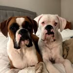 Darcy Jane 🤍 Lemon 🍋 Tebow 🏈 - @thewhitsonboxers - Instagram
