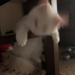 Darcy Lemon - Facebook