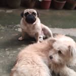 Darcy_Momma's lil boy_ - @darcy_longchari - Instagram
