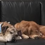 Darcy & Max - @maxwellanddarcy - Instagram