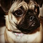 _Darcy_&_Luna_ - @darcy_may_sunshine - Instagram