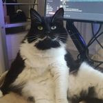 Mooney & Mr Darcy 🐱🐱 - @mooneyandmrdarcy - Instagram