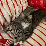 Bennett & Darcy Pierce 🐾 - @bennett_darcy_pierce - Instagram