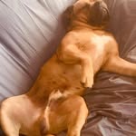 Darcy D Powell - @powelly_44 - Instagram