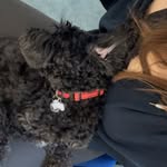 Darcy Powell-Howard - @darcypowellhoward - Instagram
