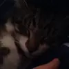 darcypowell - @olympics_here_i_come - TikTok