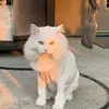 darcyreeves3 - @darcyreeves3 - TikTok