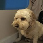 Darcy Steele - @ilovepugs241 - Instagram