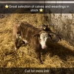 Darcy Livestock - @darcy_livestock - Instagram