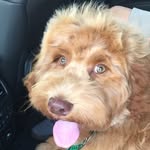 Darcy Stock - @stockdarcy - Instagram