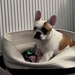 Darcy Stone - @darcy.doo_frenchie - Instagram