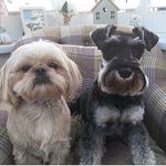 Darcy and Storm 🦴🐶💕 - @darcyandstormxx - Instagram