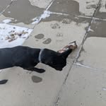 Stump + Mr. Darcy - @stump_mr.darcy - Instagram