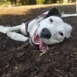 Darcy - @darcytakestothetrails - Instagram