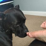 Darcy Waller - @darcy_the_dog171 - Instagram