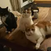 Turnip🐈‍⬛Aslan🐈Kairi🐈Mochi - @darcywebb382 - TikTok
