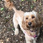 Darcy Wells - @darcy_the_cockapoo_uk - Instagram