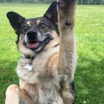 Darcy Burks-Yates - @darcy_rommie_rescue - Instagram