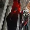 Darel Davis - @darel.davis8 - TikTok