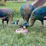 Daren's backyard pet farm of all specie - @darensbackyardfarm - Instagram